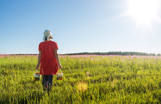 Rear view of female farmer carrying strawberries in buckets on grassy field