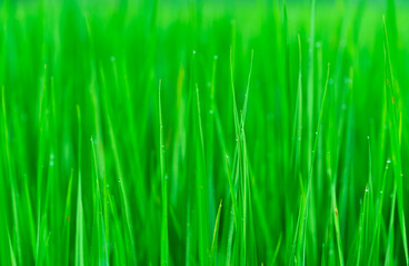 Seeing rice field in details as green background