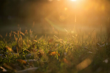 poaceae or grass flower with rays on sunrise in park