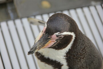 フンボルトペンギンの顔