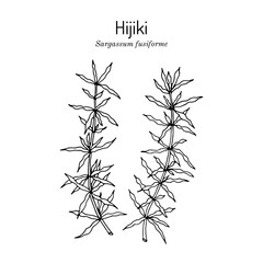 Hijiki sargassum fusiforme , edible seaweed © foxyliam