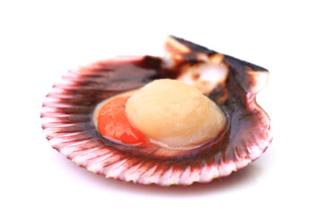 Fresh shell scallop isolated on white background