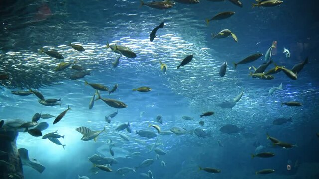 水族館　大水槽　魚の群れ　日本近海の魚