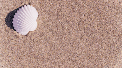 Fototapeta na wymiar Shell sea with seashells, shells on sand tropical ocean beach. Copy space of summer vacation and business travel concept.