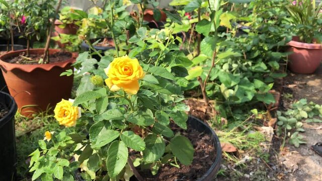 flowers in the garden