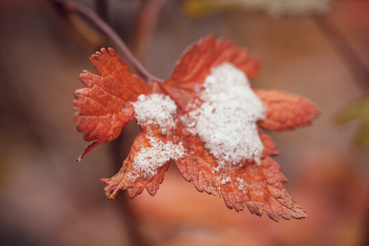 Close-up of snow on maple leaf