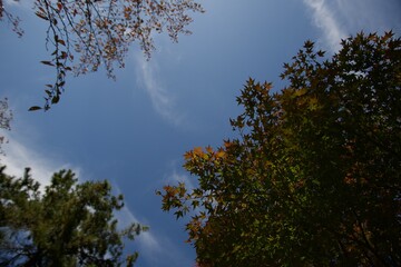 Obraz premium 紅葉