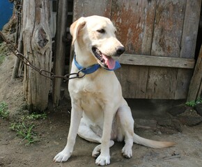 white Labrador Retriever sitting on the ground morning time.