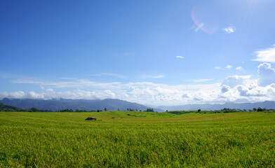 rice field and blue sky with clouds a view from south sulawesi street