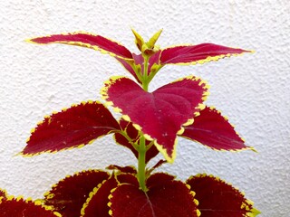 The coleus blumei flower growing with beautiful coleus leafs closeup