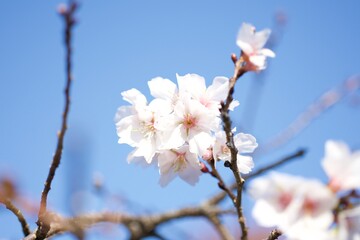 さくら
