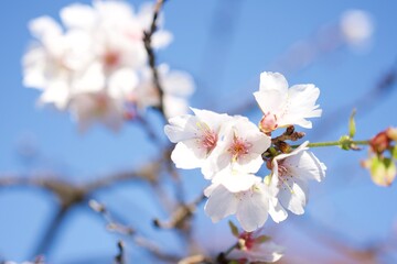 Fototapeta premium さくら 