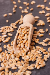 Closeup of rye or wheat grains with spoon, agriculture concept