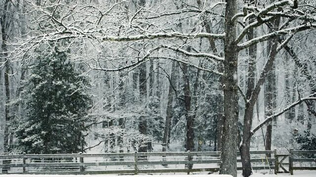 Looking out into the woods at a peaceful snow scene on a cold winter day, slow motion 120 fps