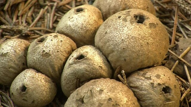 Puffball fungi (Lycoperdon perlatum) with spores swirling around.