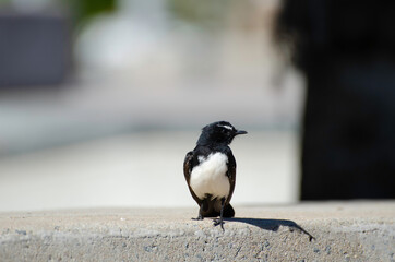 Obraz na płótnie Canvas Willy wagtail in Cairns, Queensland