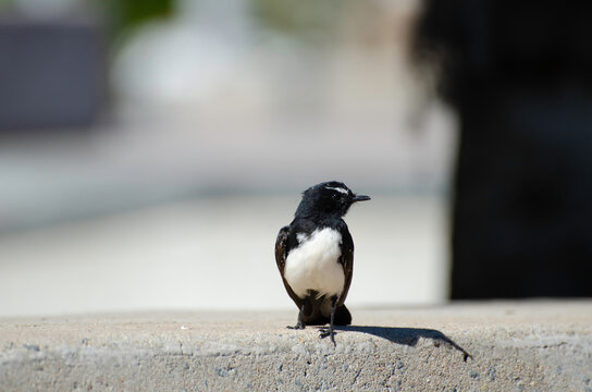 Willy wagtail in Cairns, Queensland