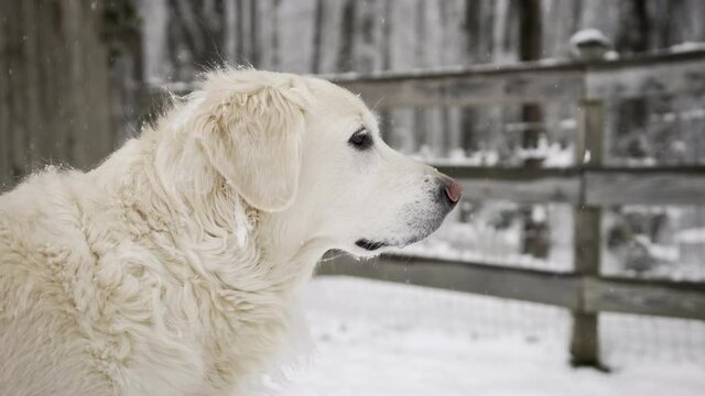 A white golden retriever looking out into the woods during a snowy winter storm, slow motion 120 fps.