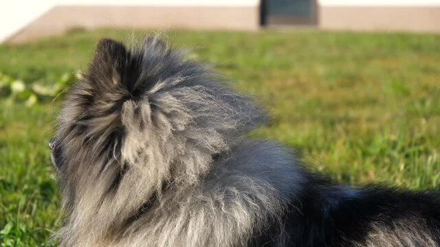 camera moves arround the beautiful keeshond dog while the dog lies on a green meadow while the sun is shining.