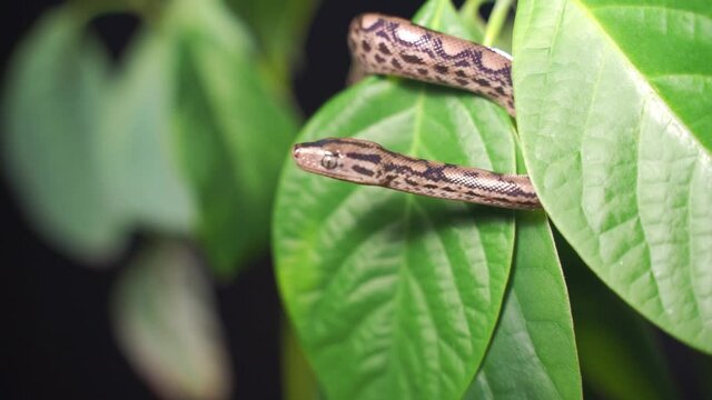 a little red whip snake