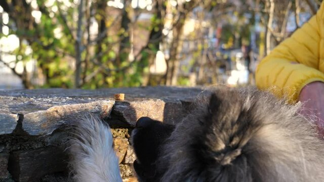 A Woman Puts Dog Food On A Stone Wall. A Keeshond Dog Tries To Get The Food  And Puts His Left Paw On The Wall. The Dutch Barge Dog Cannot Reach The Sweets. The Sun Is Shining And The Shadow Reflects.