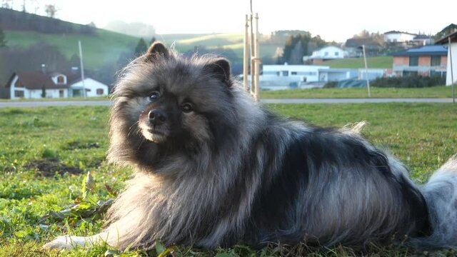 a beautiful keeshond is yawning and visible breath comes out of his mouth because it is cold outside. the dutch barge dog licks its snout.