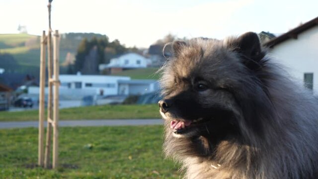 a happy keeshond dog with beautiful eyes is sitting on a green meadow and turns his head to the left and looks into the camera. the sun is shining and visible breath comes out of his snout.