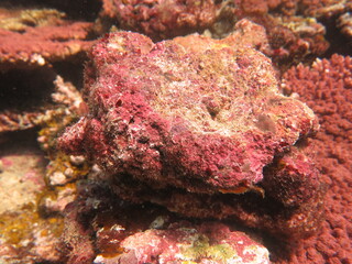 The coralline algae attached on rock at sea bottom