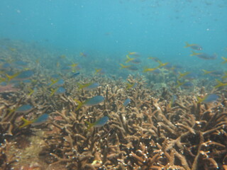 The scenery and panoramic picture of coral reef area at Malaysia
