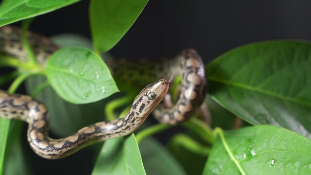 a little red whip snake