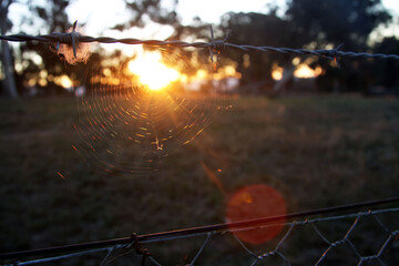 Spider web on a barb wire fence