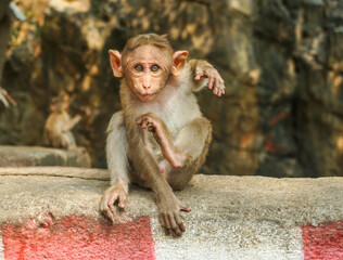 Indian macaque sitting on cement block - Powered by Adobe