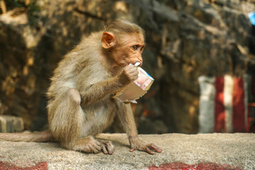 Indian macaque sitting on cement block