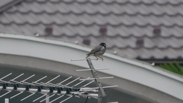 A fixed shot of a Dusky Thrush standing on a Yagi-Uda Antenna for a few seconds and then flying away in Tokyo, Japan.