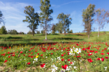 Fototapeta na wymiar Flowers of red anemones close-up on a blurred background of fields and trees. Israel