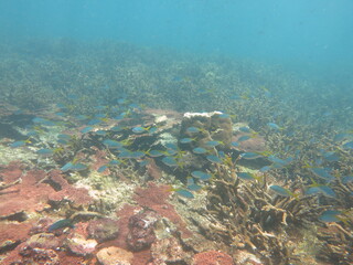 The scenery and panoramic picture of coral reef area at Malaysia
