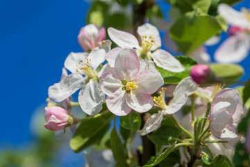 Branches of a blossoming apple tree against the blue sky