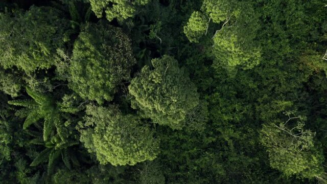 Aerial: top down view over lush green jungle rainforest canopy