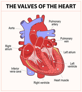 Diagram of the human heart valves 