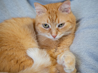 a red cat lies on a gray blanket and looks at the camera. Pets