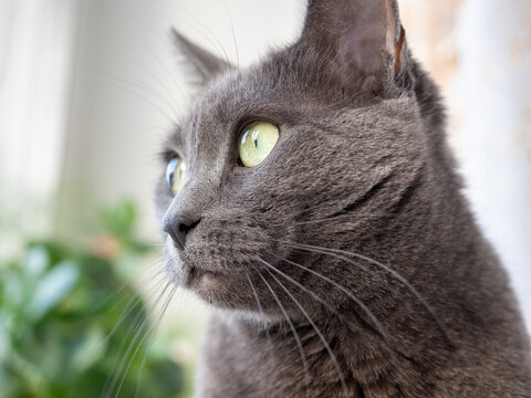 portrait of a gray cat of the Russian blue breed looking to the side. Blurred background