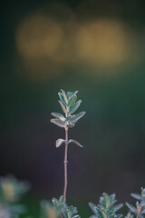 sage plant