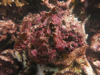 The coralline algae attached on rock at sea bottom