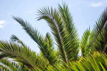 Palm leaves against the sky.