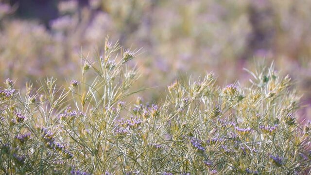 Zira, cumin: plant,unripped cumin Seeds and Jeera or zira plants,Agriculture of cumin seed,Cumin cultivation and plants