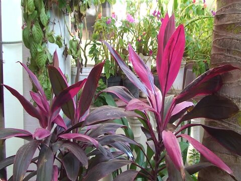 platanillo rojo sembrado en maceta de patio