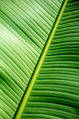 Green leaf on a banana plant