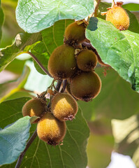 Kiwi fruits grow on a plant