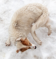 Obraz na płótnie Canvas The dog walks on the white snow