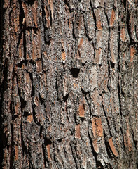 Bark on a tree as an background.